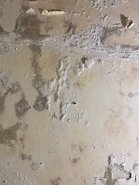 Best Mold Testing and Inspection Services in Norman Park, GA